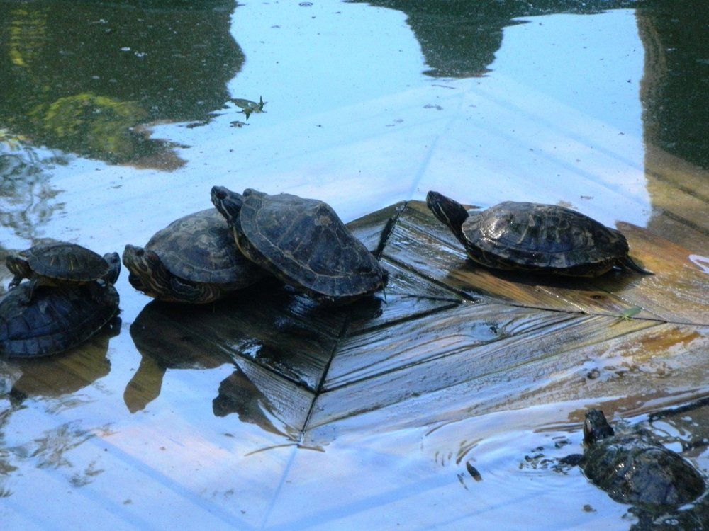 черепахи на отдыхе
