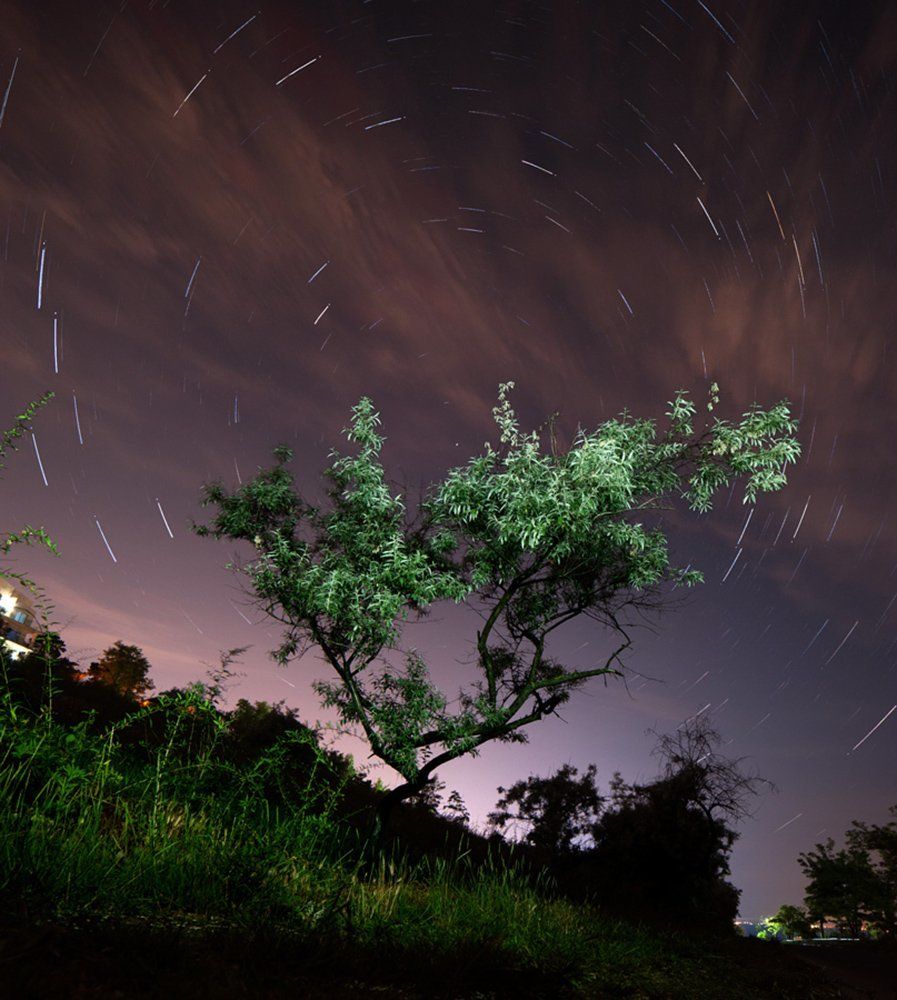 Полярное дерево