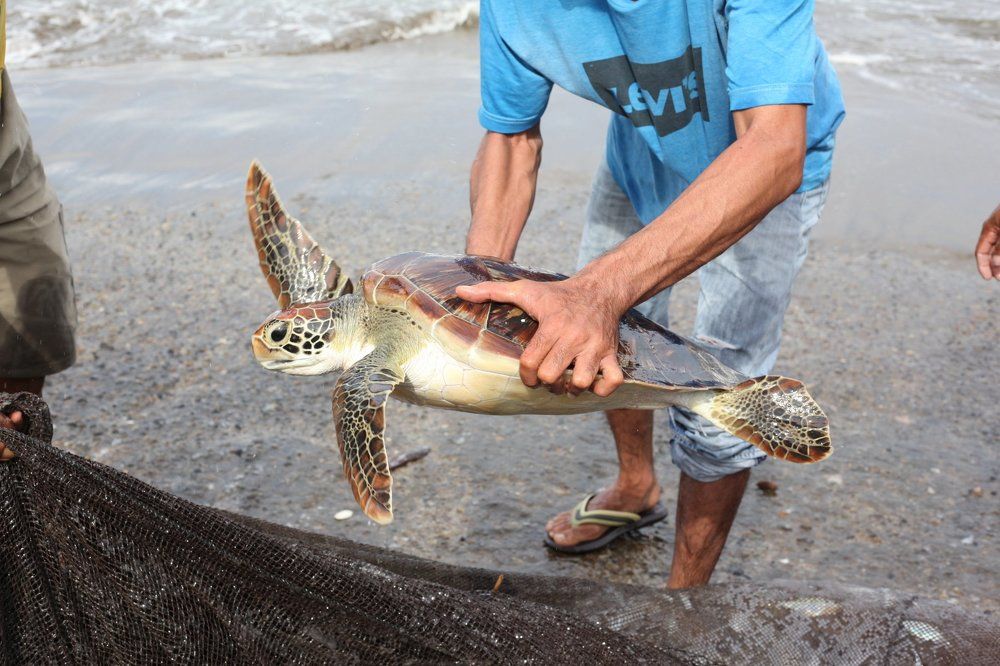 The fisherman saved the turtle