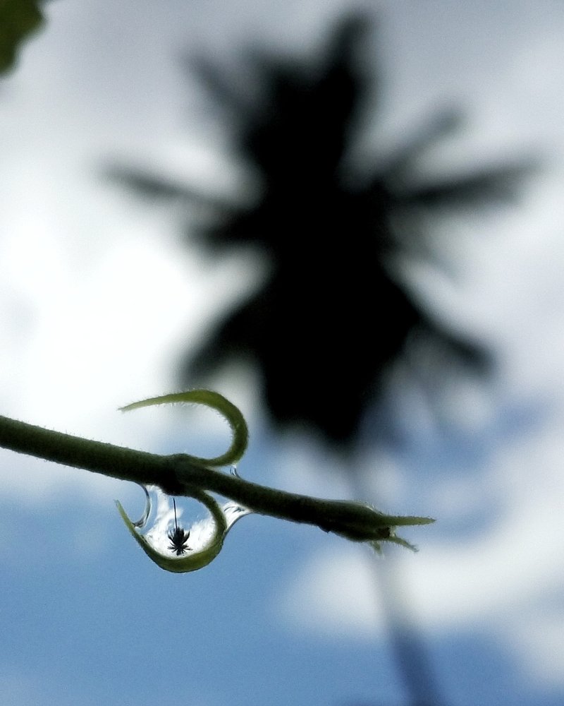 Natural Lens