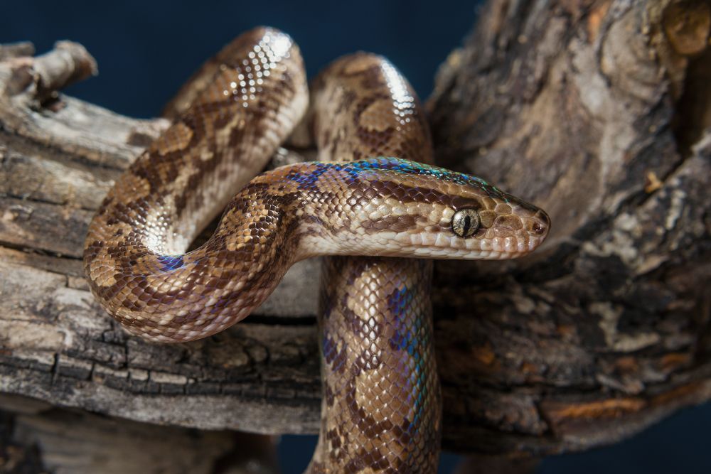 Радужный удав