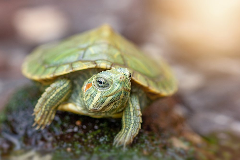 Watching you watching me