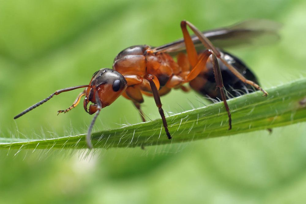 Самка муравья