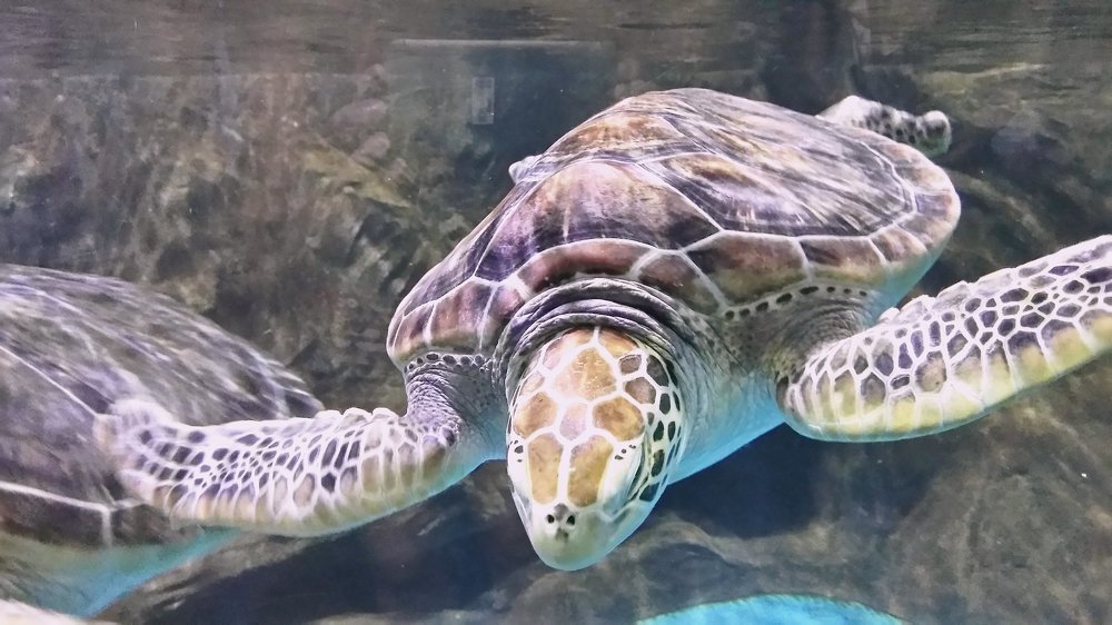 Морская черепаха