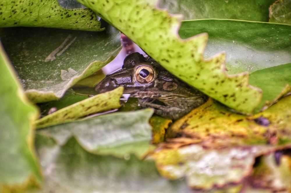 Hiding in plain sight