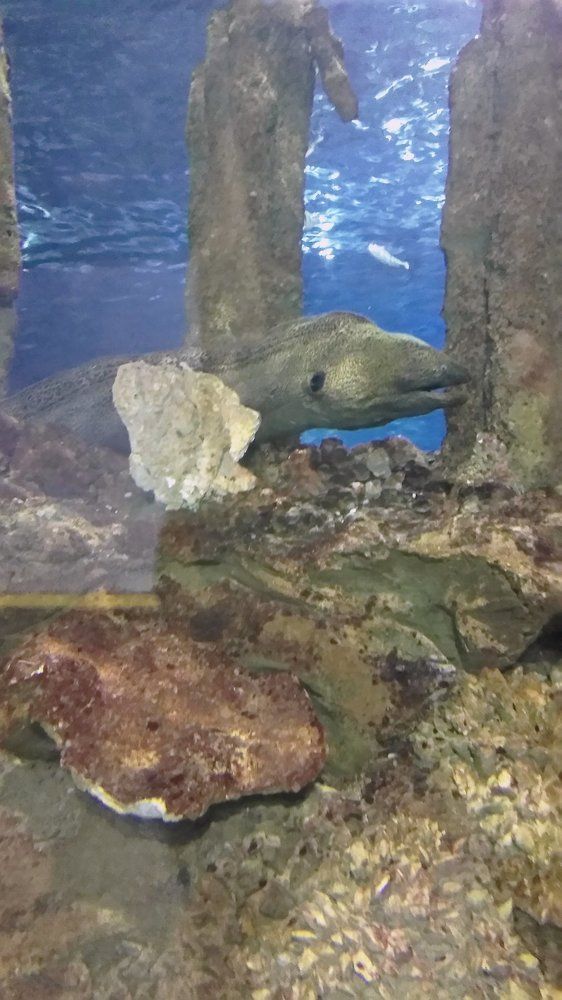 Морское чудовище