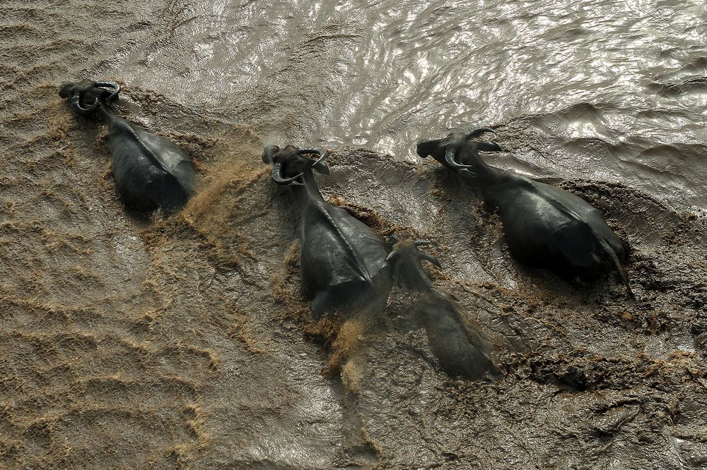 Buffalo soaking in a dirty mud pond