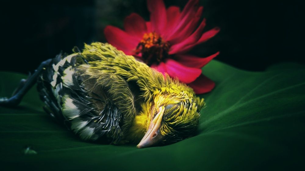 Resting for forever in nature's bed