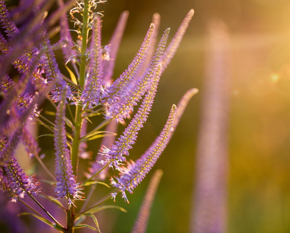 Летнее утро