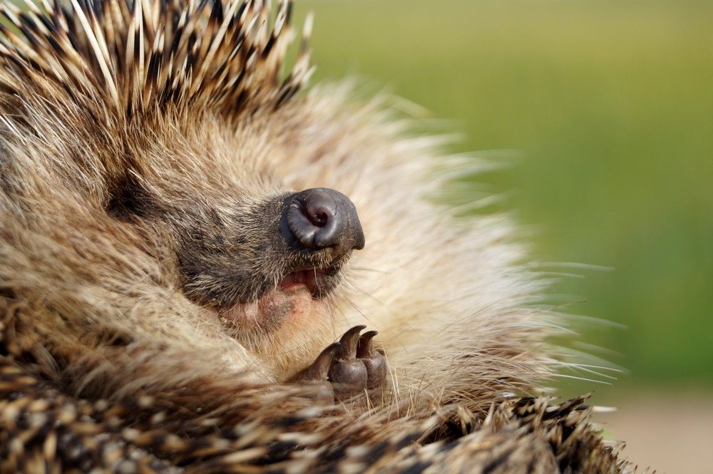 Весёлый ёж!