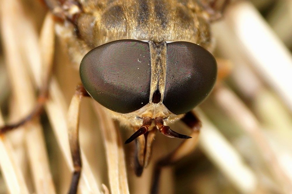 Какие глазки!