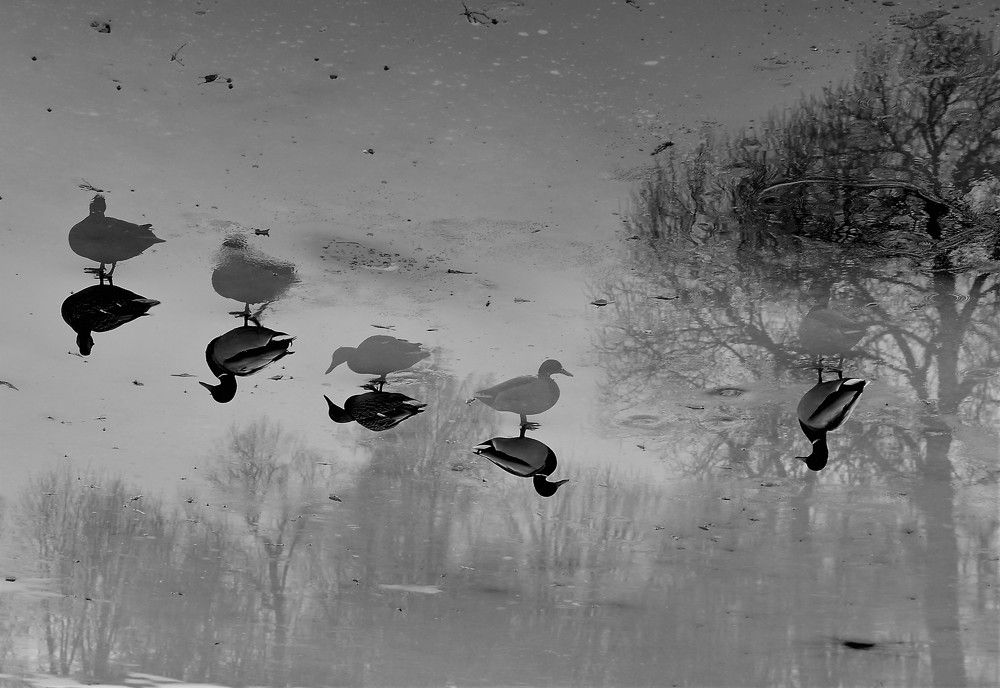 Перевернутый мир.