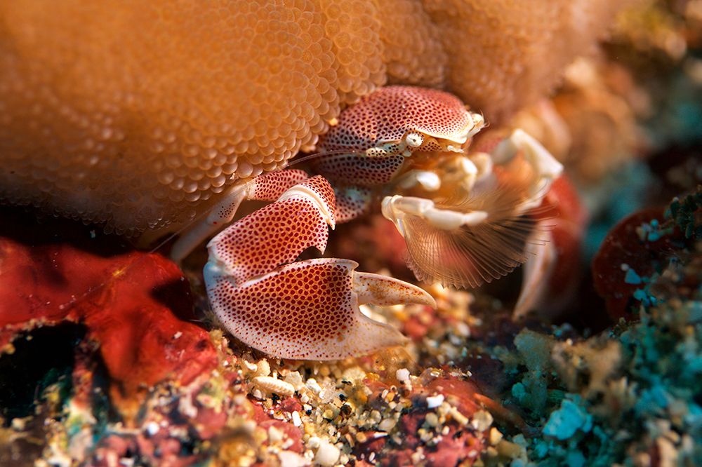 Porcelain crab feeding