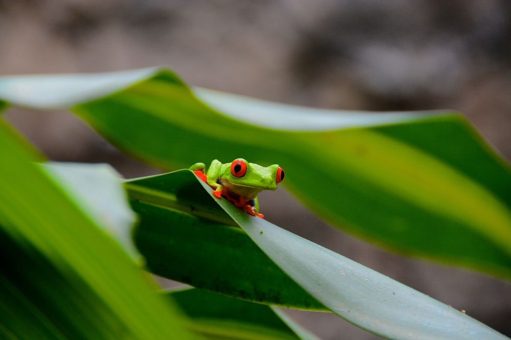 Red Eyed Tree Frog
