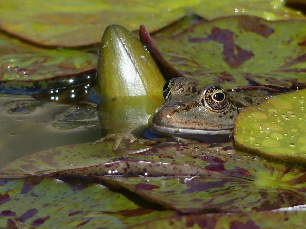 Frog