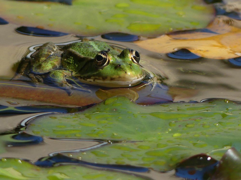 Green frog