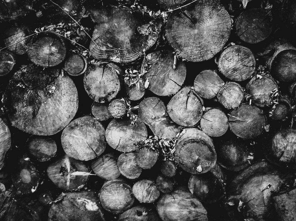 В поисках дров