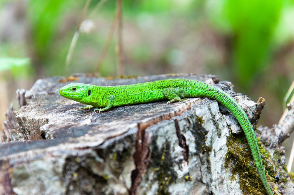 Photograph by Александр Орнатский