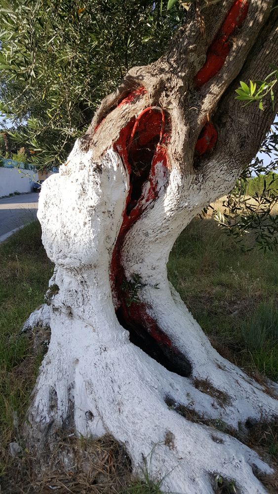 "Tree"