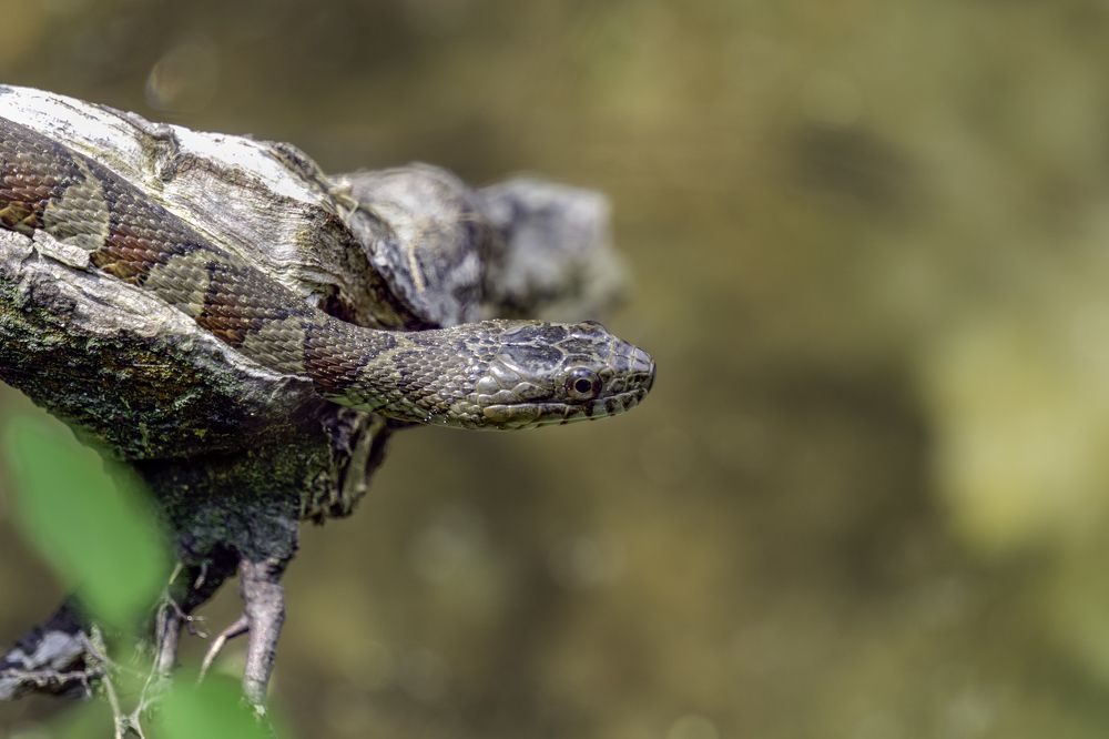 Northern water snake.