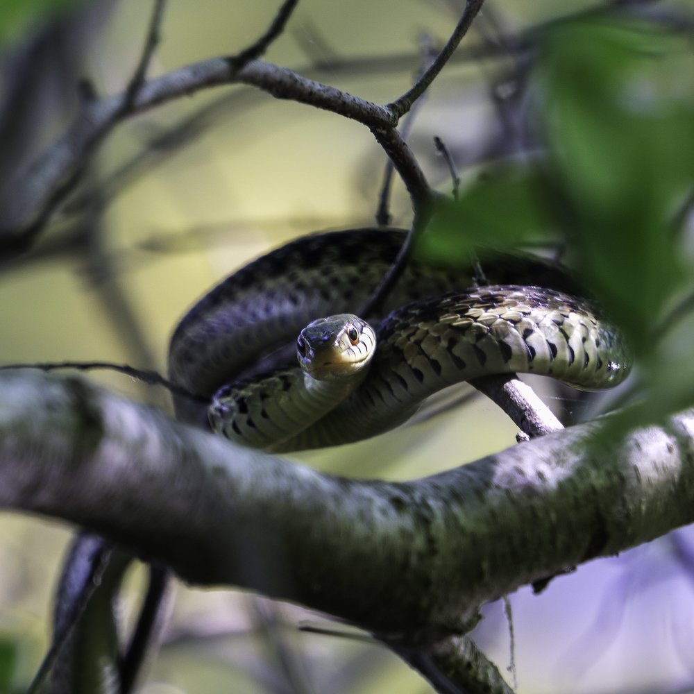 Northern water snake.