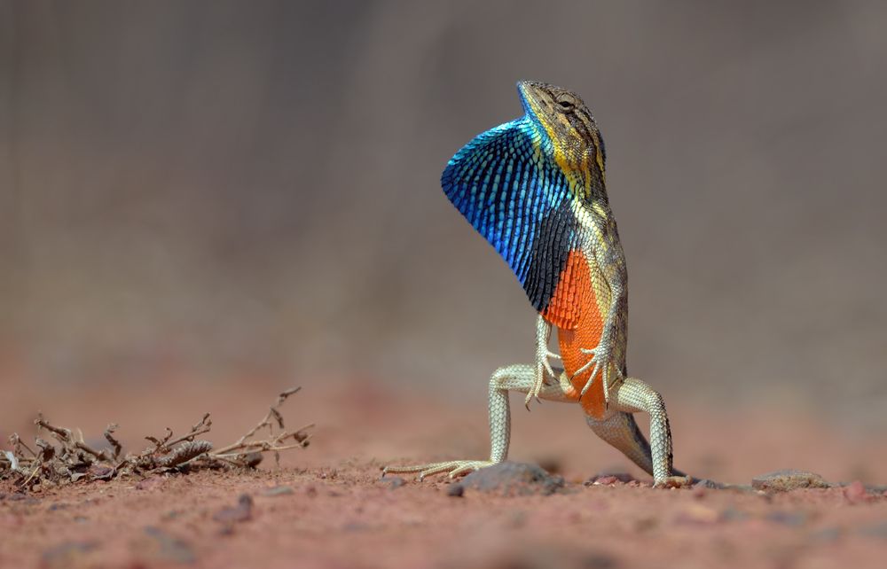 Fan throated lizard (Sitana ponticeriana)