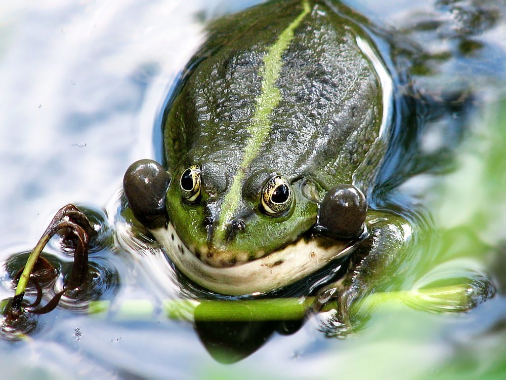 Лягушка пузыревна. В ожидании прынца...