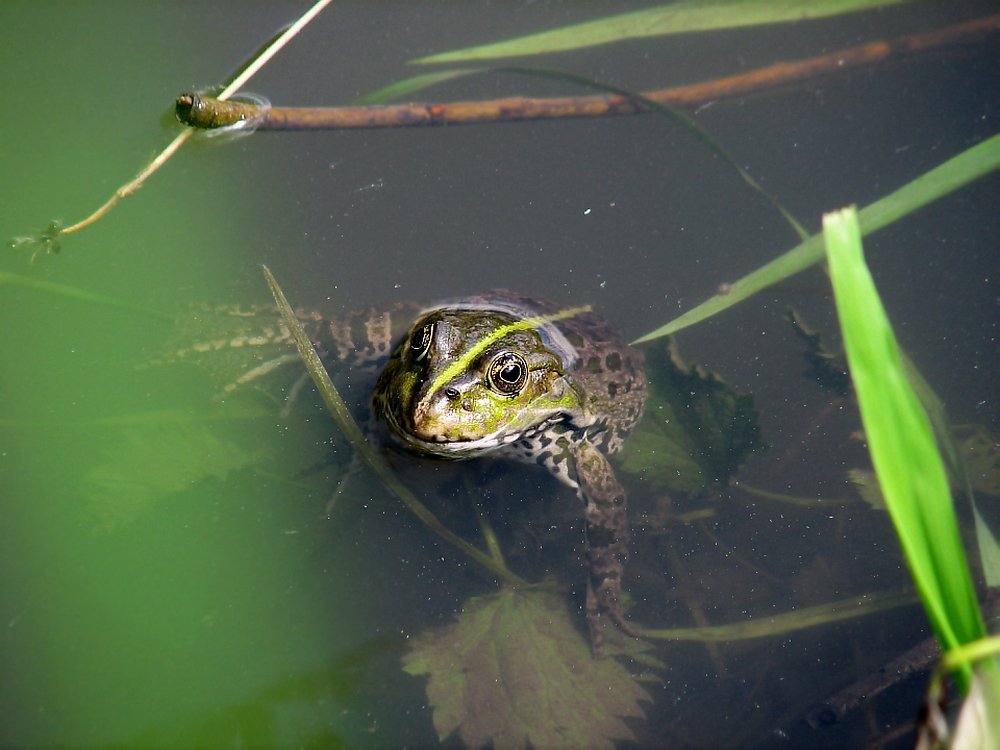 Любопытство не порок, кинь комарика дружок...