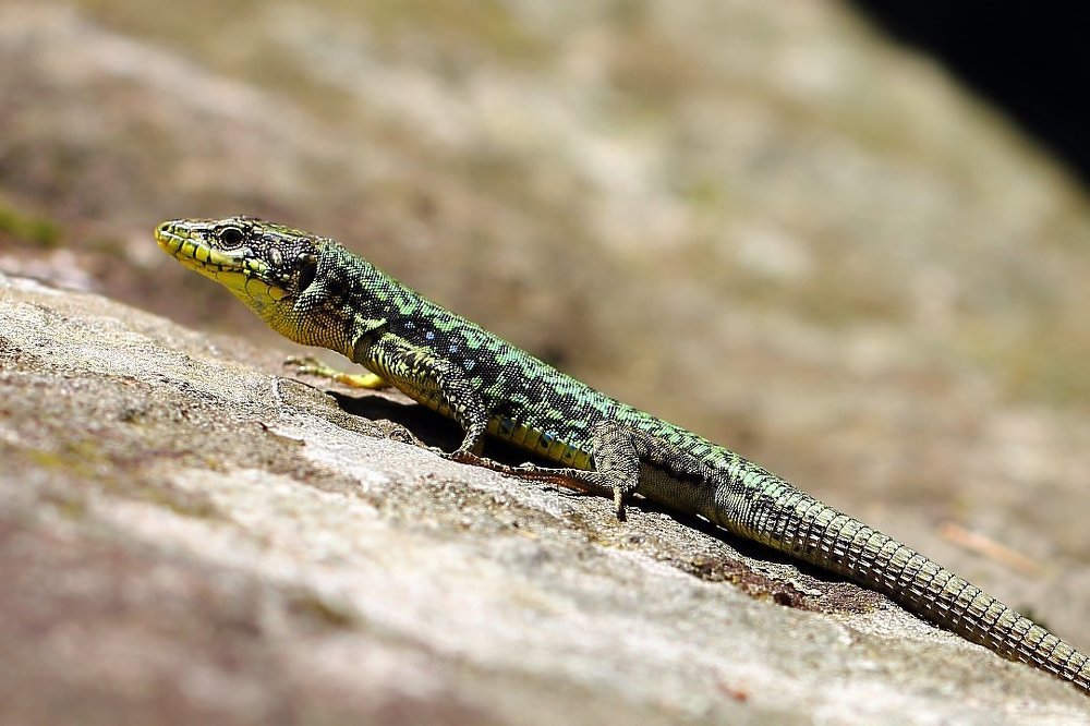 Солнце, камни и вода - все они мои друзья...