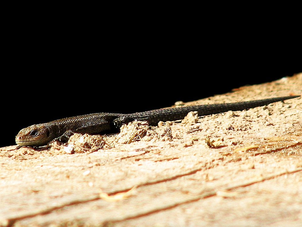 Ходят тут всякие, а потом жучки пропадают...