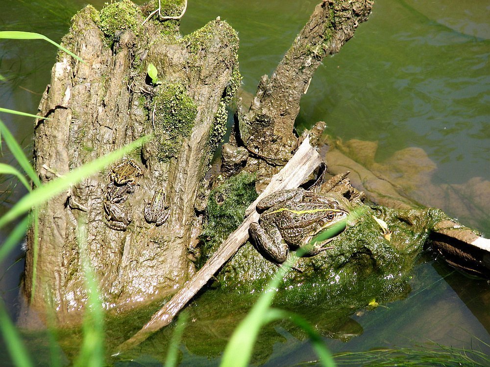 Мне пожалуйста вон ту, поподжаристее...
