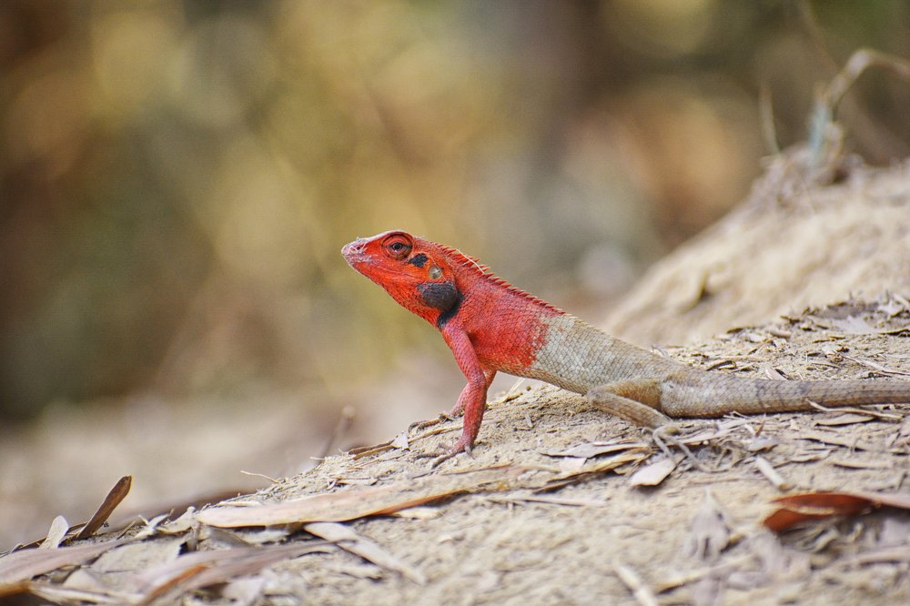 Photograph by Sharif Ullah