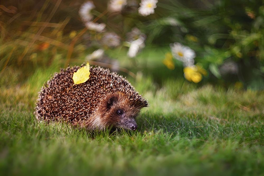 Неожиданный гость