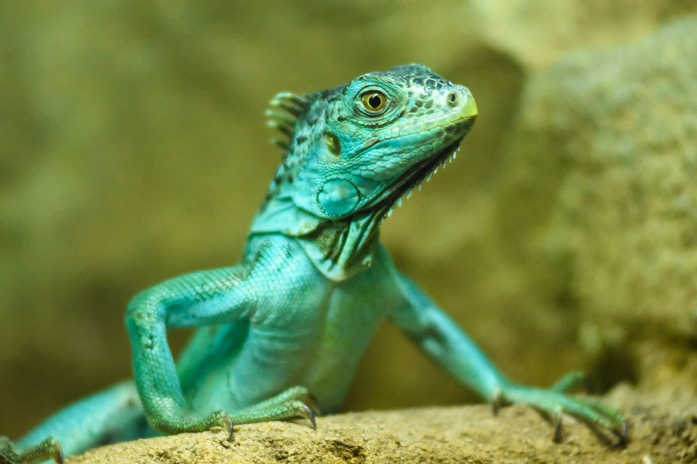 Iguana in it's little home.