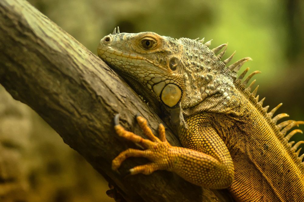 Bored Iguana.