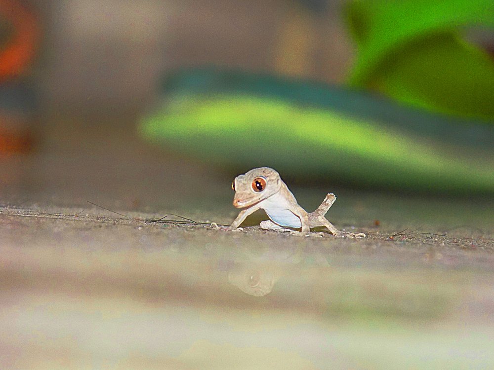 Lizard waiting to catch its Prey