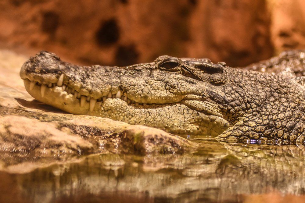 The smug face crocodile.