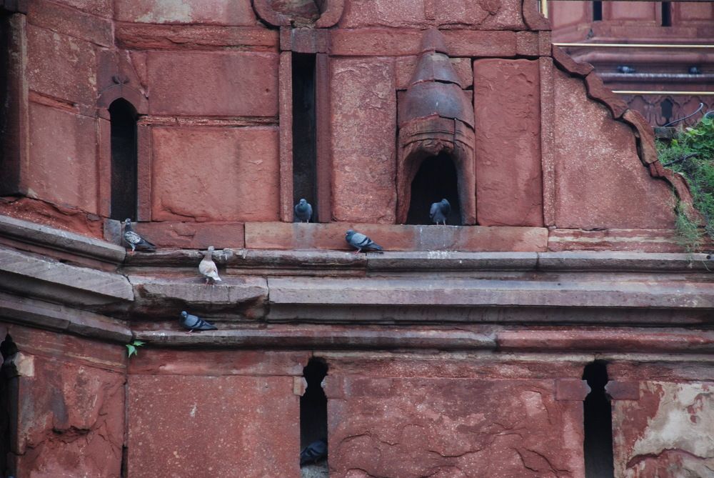 birds like people