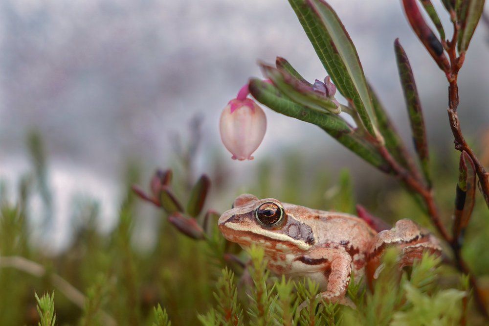 Лягушка-Царевна.