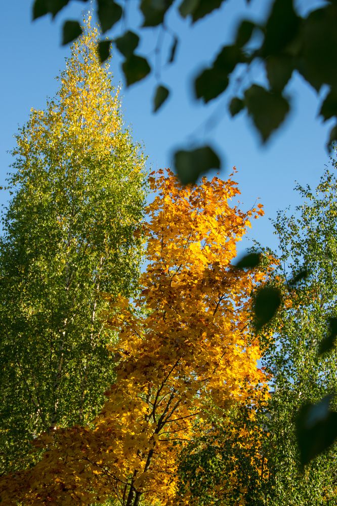 Осень