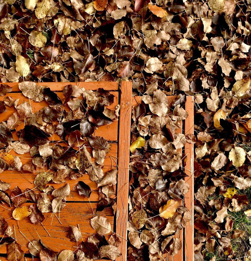 Оранжевая осень