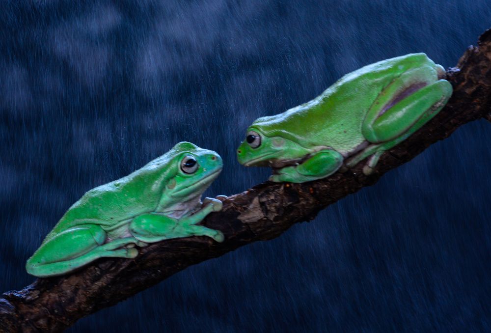 Green Frog
