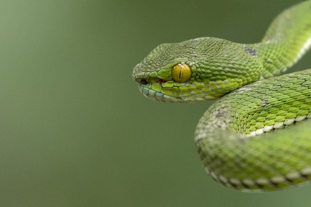 GO GREEN - Red-tailed bamboo pit viper