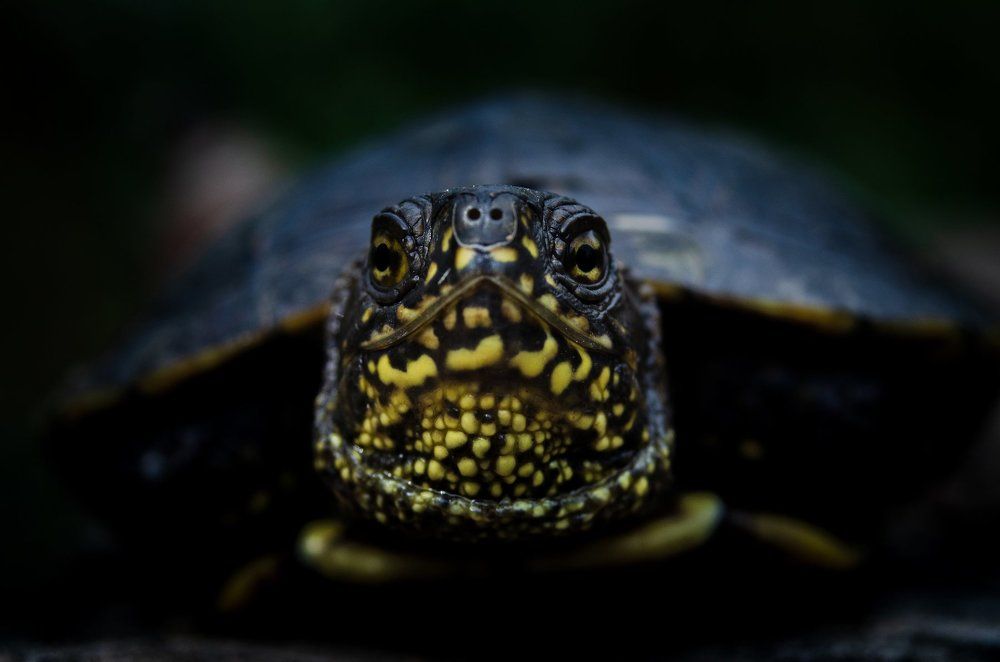 little turtle face :)