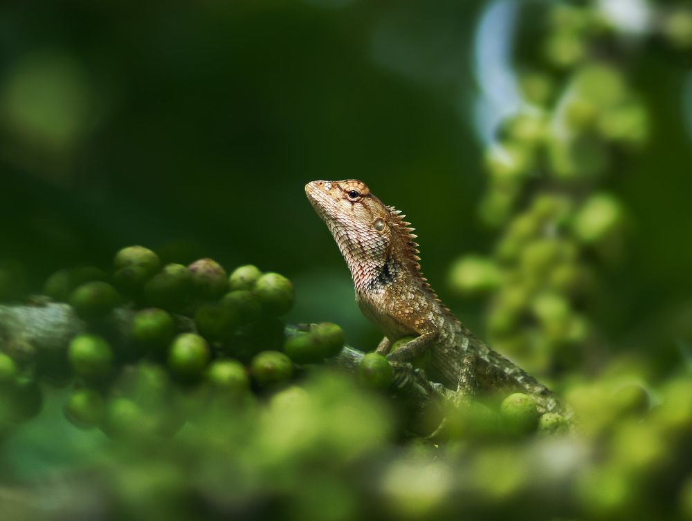Средь зеленых шаров