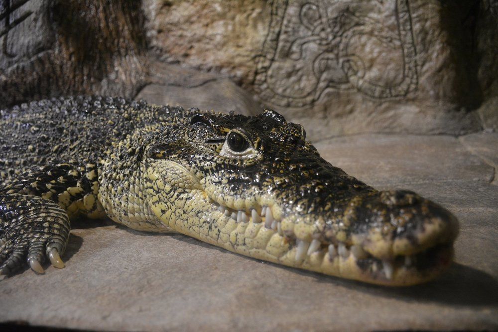 Фотография автора Елена Бракоренко