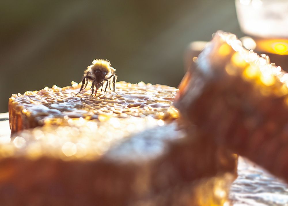 Photograph by Cath. B.