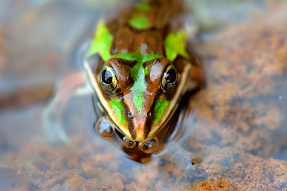 Green Frog