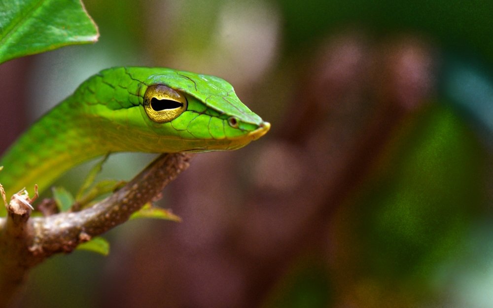 Green vine snake