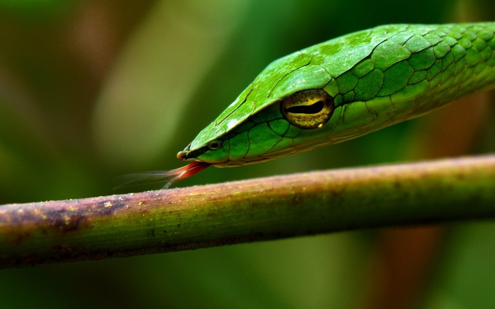 Tine popping green vine snake